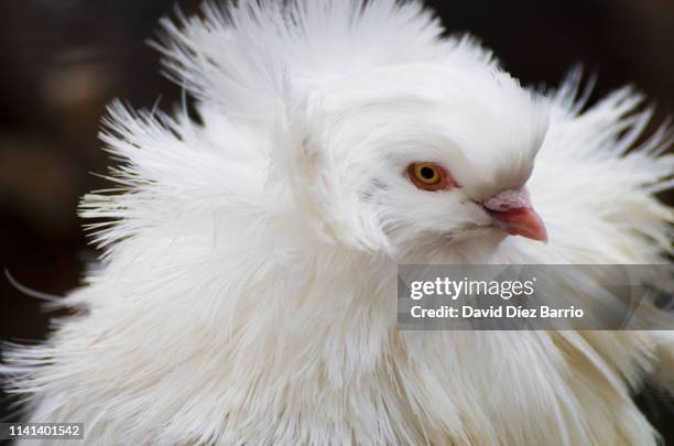 Jacobin Ruff 64 Jacobin Pigeons Stock Photos, High-Res Pictures, and Images - Getty ...