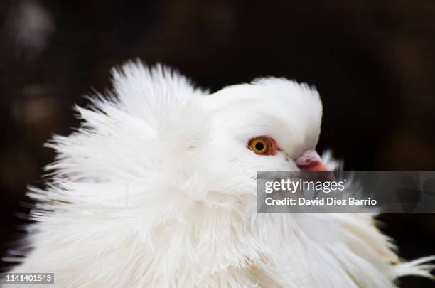Jacobin Ruff 64 Jacobin Pigeons Stock Photos, High-Res Pictures, and Images - Getty ...