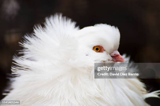 Jacobin Pin Jacobin Pigeons Photos and Premium High Res Pictures - Getty Images