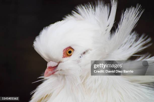 Jacobin Ruff Jacobin Pigeons Photos and Premium High Res Pictures - Getty Images