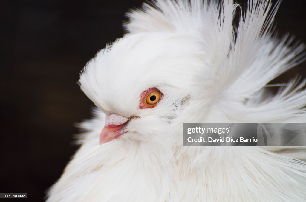 Jacobin Pigeon