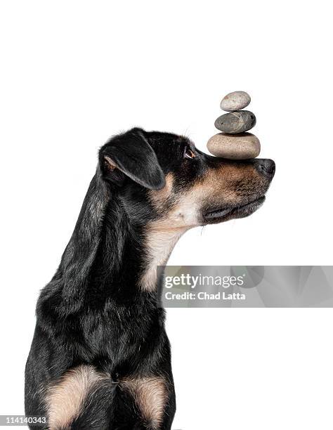 Dog Nose Balance Photos and Premium High Res Pictures - Getty Images