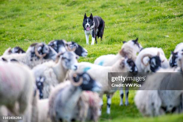 Border Collie chases after flock of sheep in order to herd them, Yorkshire Dales, UK.