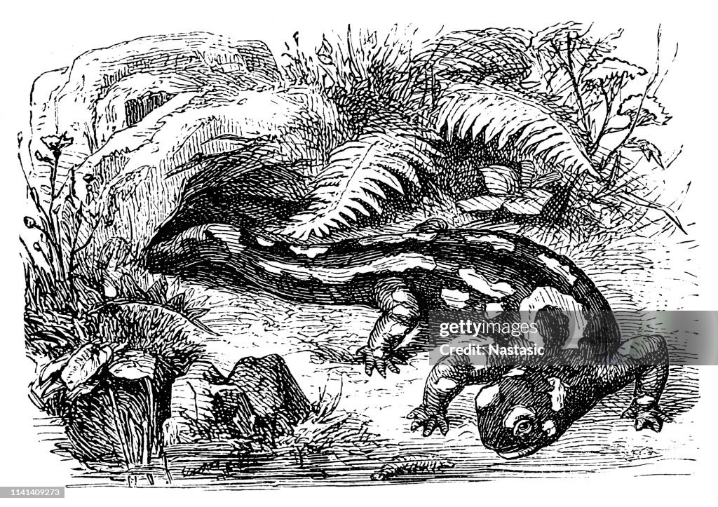 Fire salamander (Salamandra salamandra)
