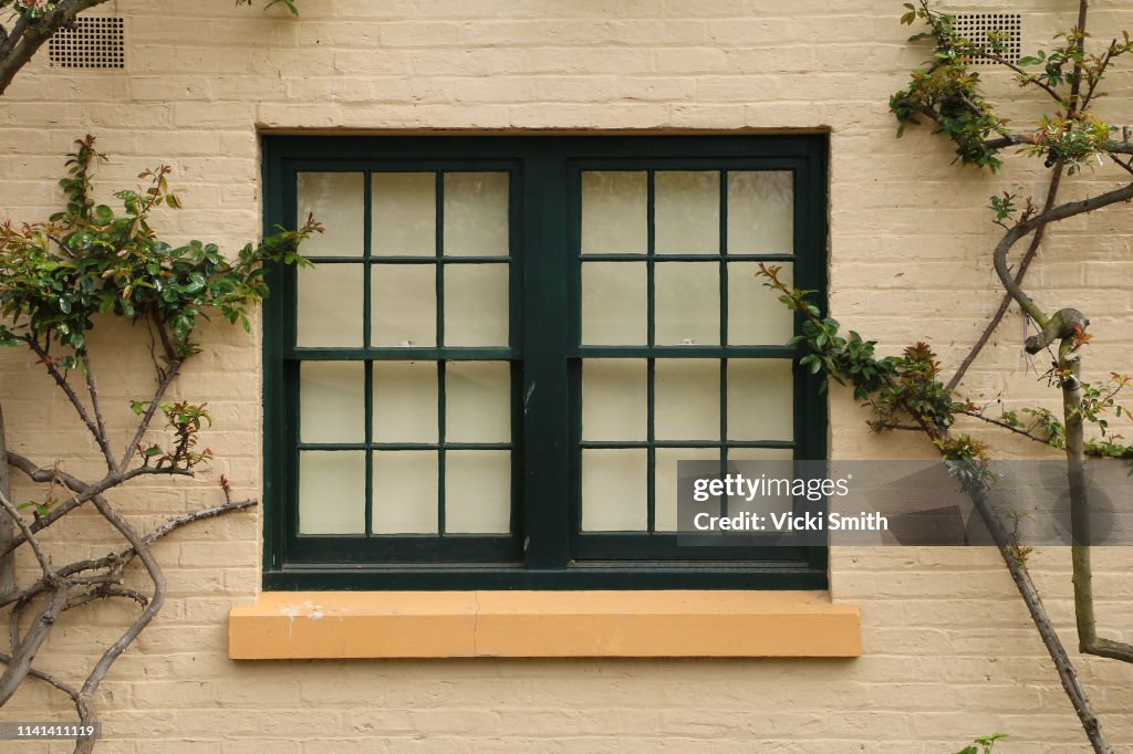 Dark framed double Window with vines growing around