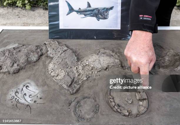 May 2019, Schleswig-Holstein, Groß Pampau: An archaeologist presents a prepared petrified vortex and cartilage of a prehistoric giant shark at the...