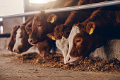 Close up of calves on animal farm eating food. Meat industry concept.