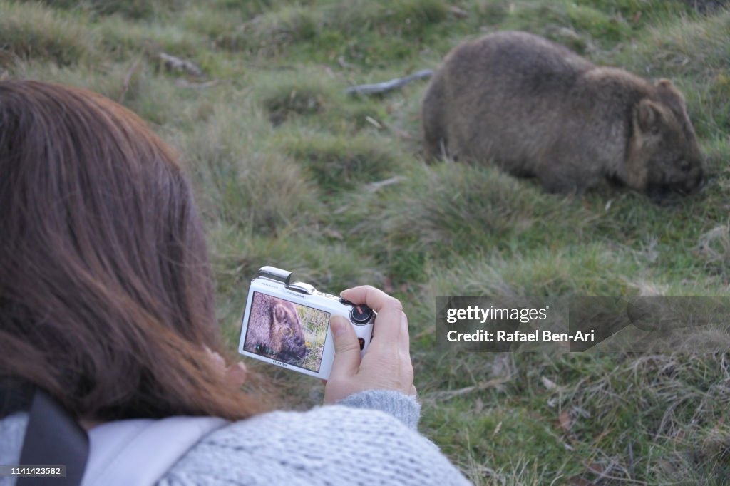 Woman photographing a female wombat in Tasmania Australia