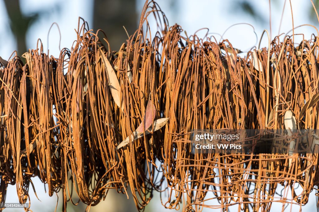 Snare traps at the Mlilwane Wildlife Sanctuary.