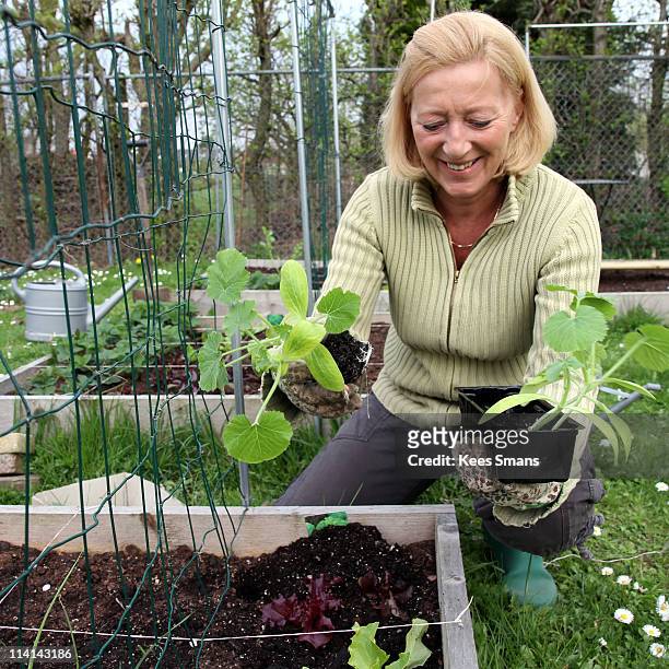 woman with plants by square foot gardening - garden square stock pictures, royalty-free photos & images