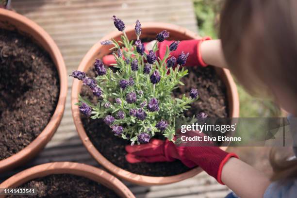 overhead view of child planting lavender into pot outdoors - plant pot fotografías e imágenes de stock