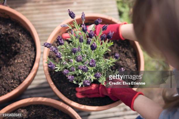 overhead view of child planting lavender into pot outdoors - flower pot overhead stock pictures, royalty-free photos & images