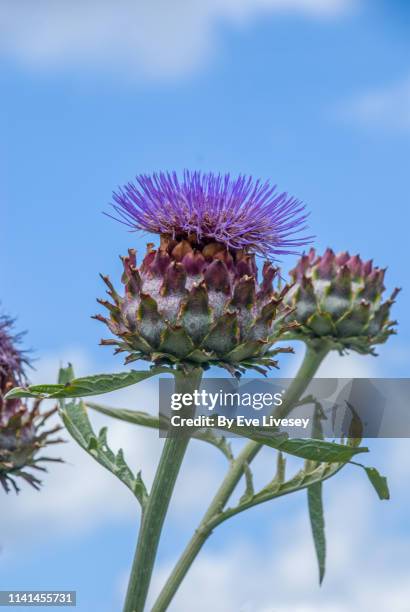 artichoke thistle flower - cardon photos et images de collection