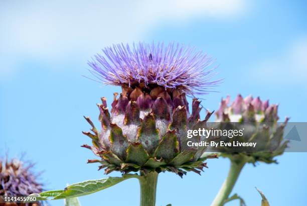 artichoke thistle flower - alcachofra imagens e fotografias de stock