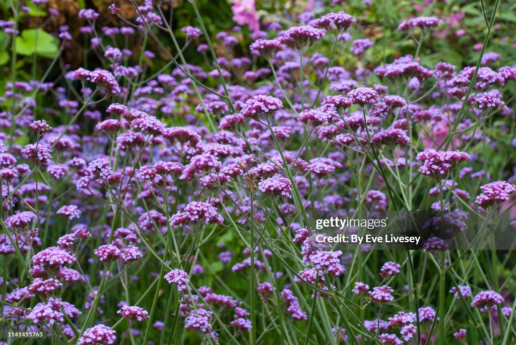 Verbena Bonariensis Flowers