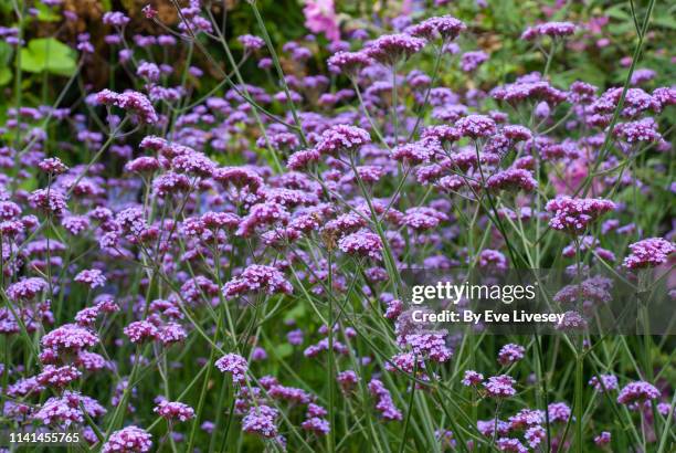 verbena bonariensis flowers - vervain stock pictures, royalty-free photos & images