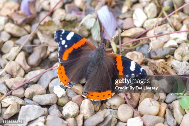 red admiral butterfly - symmetry butterfly stock pictures, royalty-free photos & images