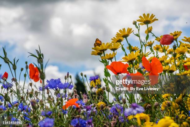 colorful wildflowers in summertime & tiny gatekeeper butterfly - flor silvestre fotografías e imágenes de stock