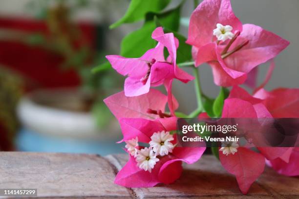 close-up of pink bougainvillea blooms in the balcony garden - buganville foto e immagini stock