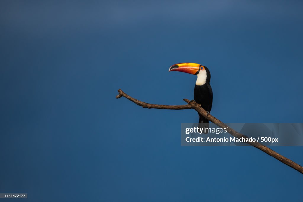 Toco toucan perching on branch