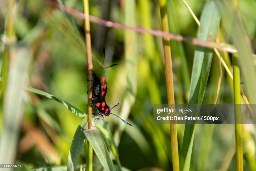 Stem Insectos Closeup Of Insects On Stem High-Res Stock Photo - Getty Images