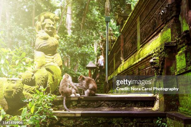 balinese long-tailed monkey at pura dalem agung padangtegal or padangtegal great temple of death - ubud monkey forest stock pictures, royalty-free photos & images