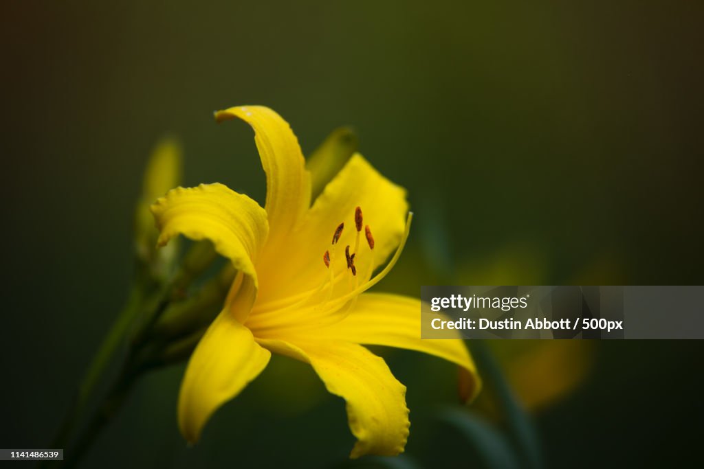 Close up of yellow lily flower
