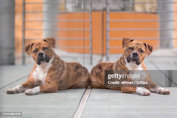 portrait of american bulldog lying by shiny glass wall - american bulldog stock pictures, royalty-free photos & images