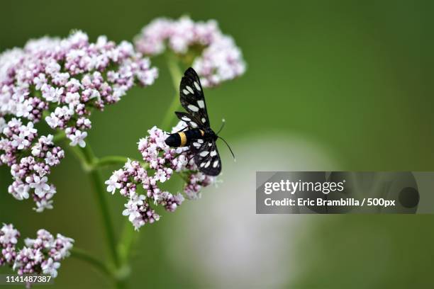 nine-spotted moth perching on wildflower - nine spotted moth stock pictures, royalty-free photos & images