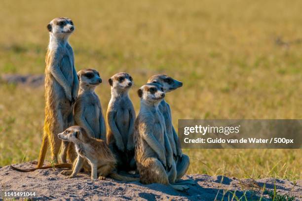 meerkat (suricata suricatta) family on field - meerkat stockfoto's en -beelden