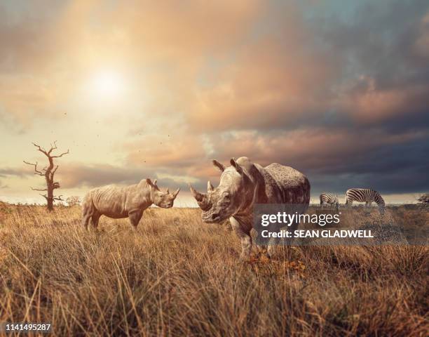 rhino standing in grassland - grassland stock-fotos und bilder