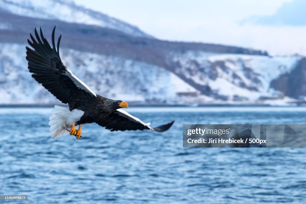 Stellers sea eagle gliding over sea
