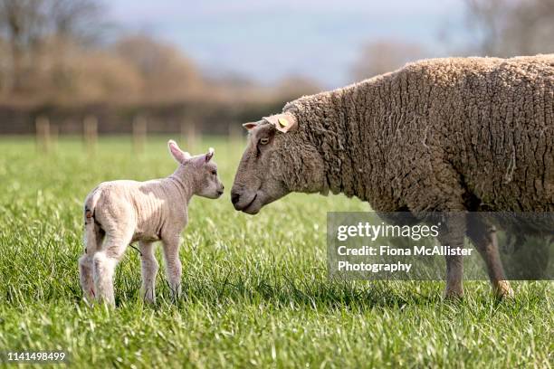 a ewe and her lamb in an english field - schapenboerderij stockfoto's en -beelden