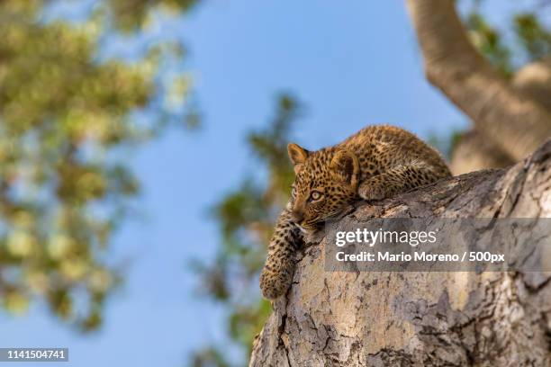 leopard cub (panthera pardus) relaxing on rock - leopard cub stock pictures, royalty-free photos & images