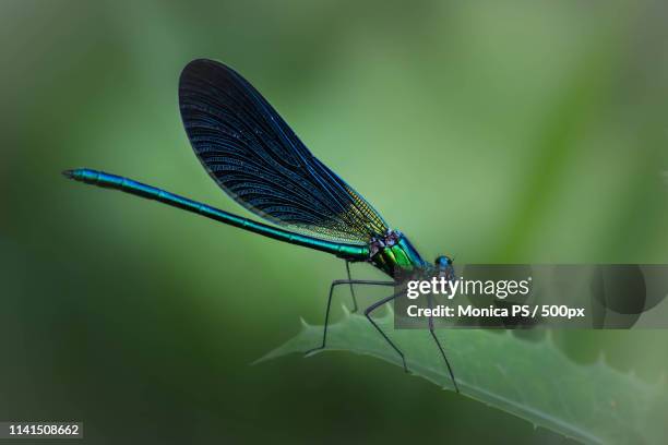 Iridescent Insect 1,177 Iridescent Insects Stock Photos, High-Res Pictures, and Images ...