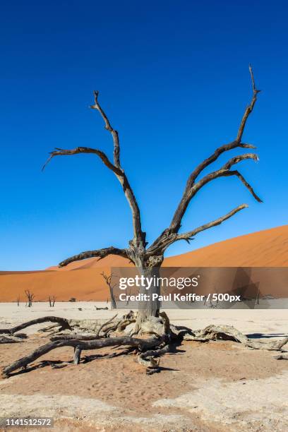 view of dead tree in desert - keiffer stock pictures, royalty-free photos & images