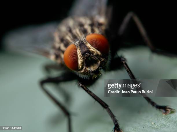 flesh-fly head portrait - fly insect stock pictures, royalty-free photos & images