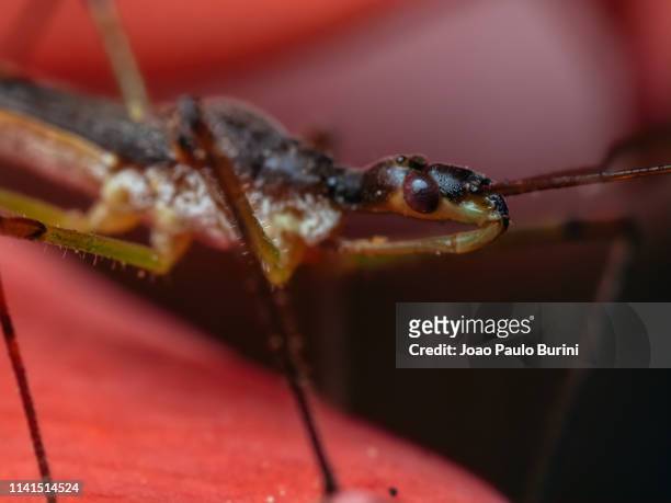 assassin bug close-up (reduviidae) - kissing bug fotografías e imágenes de stock