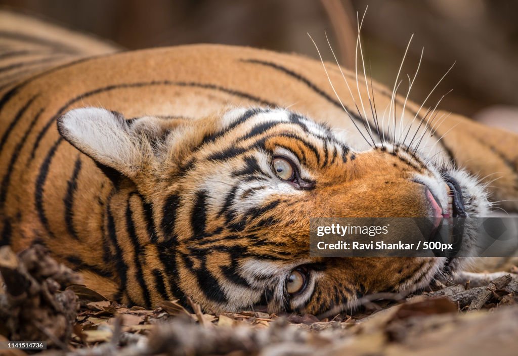 Tiger (Panthera tigris) lying on ground