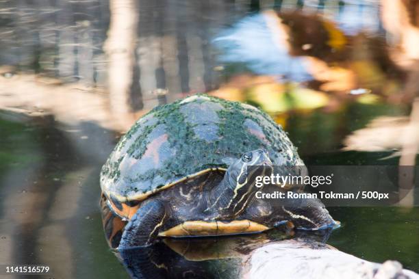 close up of florida redbelly turtle (pseudemys nelsoni) - florida red bellied cooter stock pictures, royalty-free photos & images