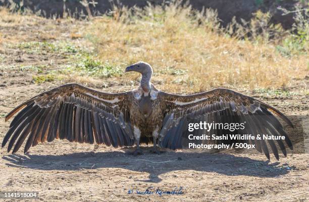 Condro Wing 445 Condor Wing Stock Photos, High-Res Pictures, and Images - Getty Images
