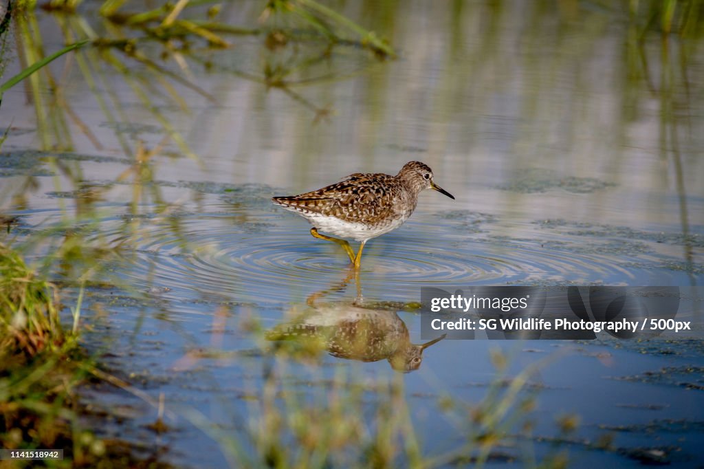 Pectoral sandpiper wading through wetland