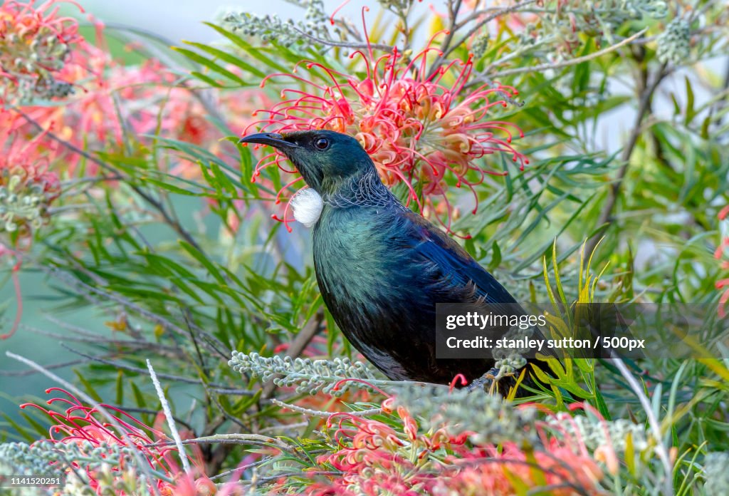 Portrait of tui (Prosthemadera novaeseelandiae)
