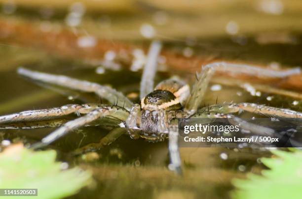 water spider (diving bell spider) walking on water - argyroneta aquatica stock pictures, royalty-free photos & images