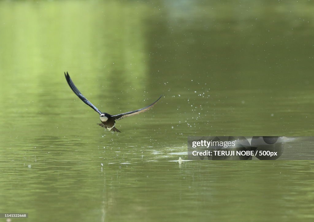 Needletail over water