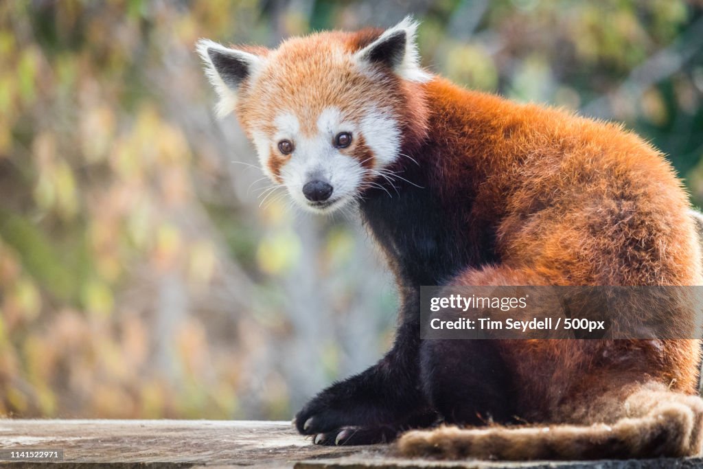 Nature photograph of single red panda (Ailurus fulgens)