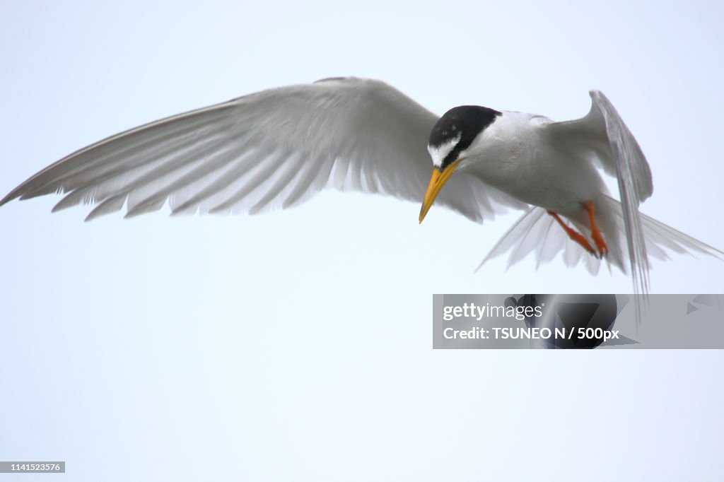 Little tern (Sternula albifrons) flying