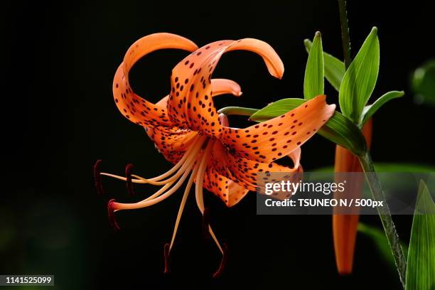 close-up photo of tiger lily (lilium lancifolium) - tiger lily flower foto e immagini stock