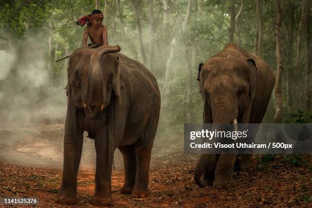 Children Riding Elephants 323 Children Ride Elephant Stock Photos, High-Res Pictures, and Images ...