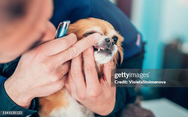 veterinarian examines small dog's teeth - small dog teeth stock pictures, royalty-free photos & images